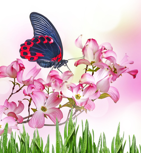 Pink Tropical Flower Butterfly Stock Photo