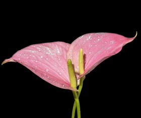 Pink calla lily Stock Photo