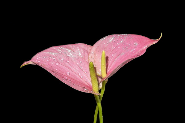 Pink calla lily Stock Photo
