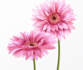 Pink gerbera flower vector illustration