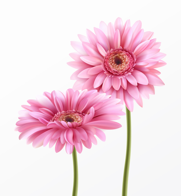 Pink gerbera flower vector illustration