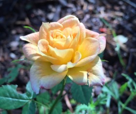 Pink rose flower Stock Photo