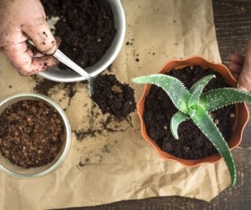 Plant aloe vera HD picture