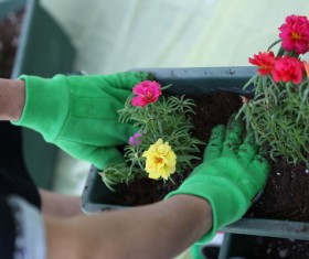 Plant flowers HD picture