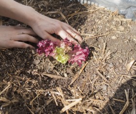 Plant lettuce HD picture