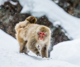 Play the snow monkey Stock Photo 02