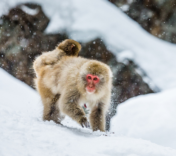 Play the snow monkey Stock Photo 02