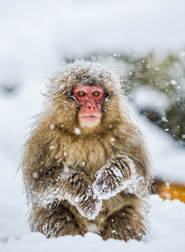 Play the snow monkey Stock Photo 03