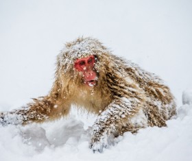 Play the snow monkey Stock Photo 04