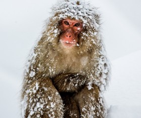 Play the snow monkey Stock Photo 05