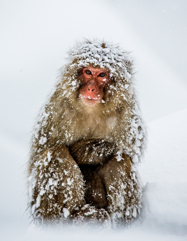 Play the snow monkey Stock Photo 05