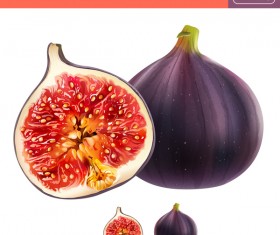 Pomegranate realistic vectors