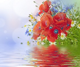 Poppy flower Stock Photo