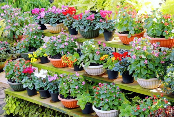 Potted flowers HD picture 01