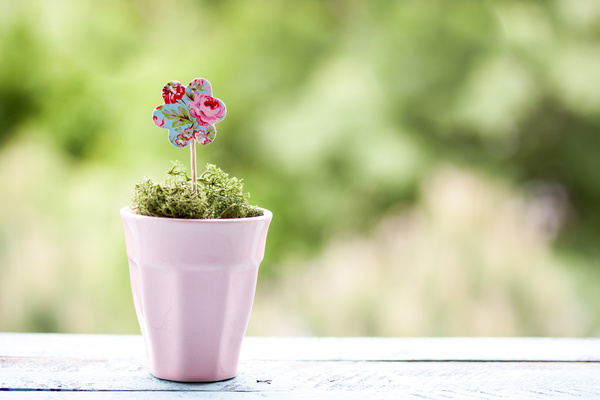Potted flowers HD picture 03