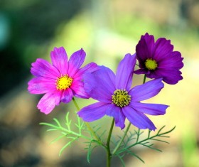 Purple Gesang Flower HD picture