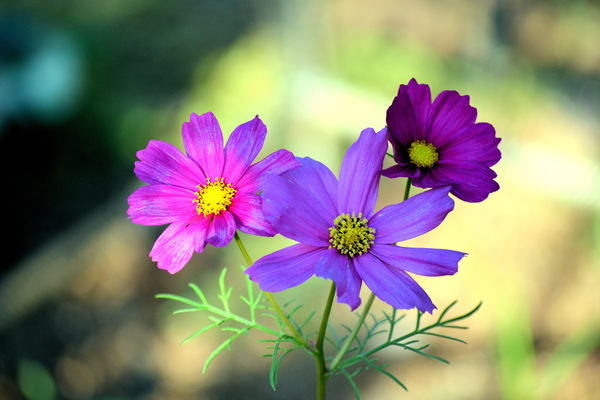 Purple Gesang Flower HD picture