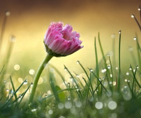 Rain in the flower HD picture