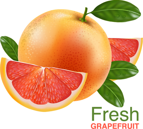 Realistic grapefruit vector material 01