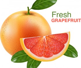 Realistic grapefruit vector material 02
