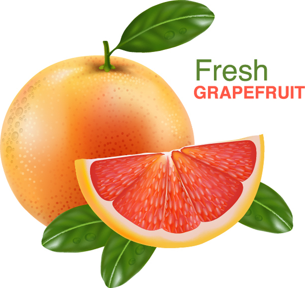 Realistic grapefruit vector material 02