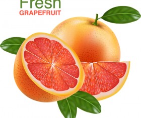 Realistic grapefruit vector material 03