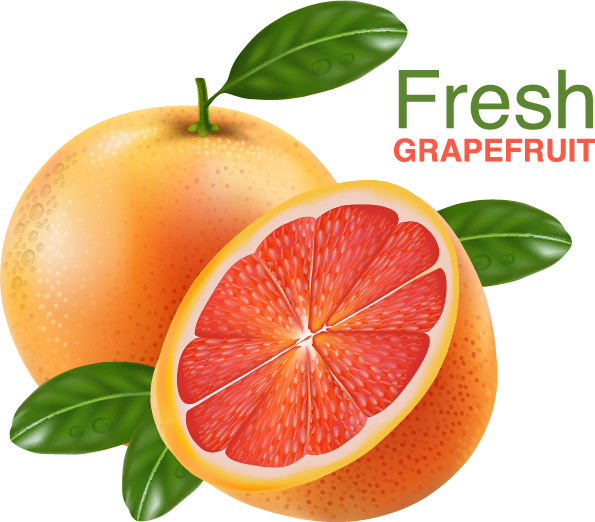 Realistic grapefruit vector material 04