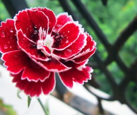 Red gorgeous red carnations Stock Photo