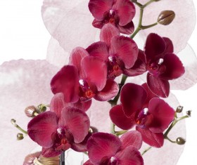 Red orchid HD picture