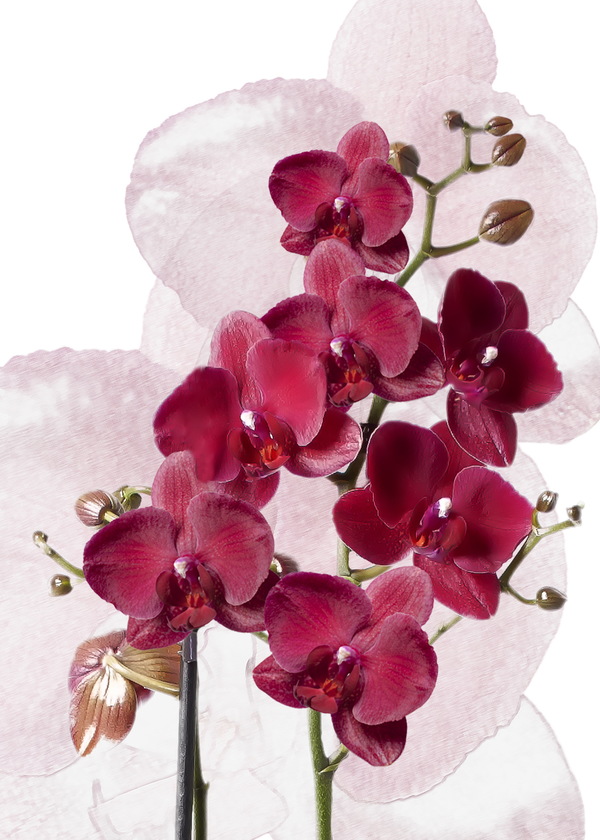 Red orchid HD picture