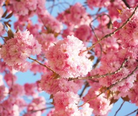Romantic pink cherry blossoms Stock Photo