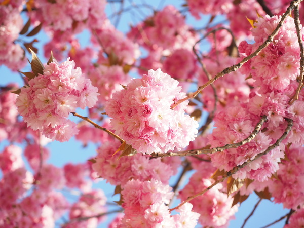 Romantic pink cherry blossoms Stock Photo