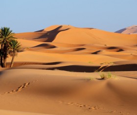 Sahara desert little green Stock Photo 01