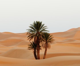 Sahara desert little green Stock Photo 02