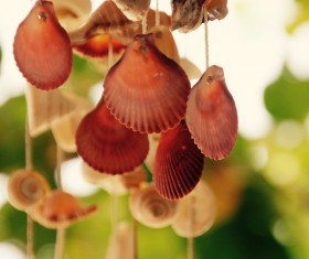 Shell chimes Stock Photo