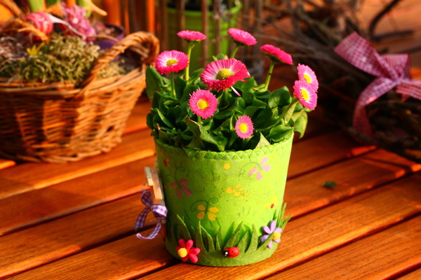 Small daisy potted plants Stock Photo