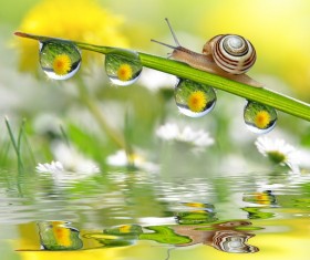 Snail and water Stock Photo