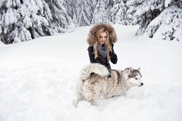 Snow female pet dog Stock Photo