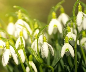 Snow lotus dew HD picture