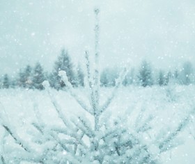 Snowy winter landscape HD picture 01