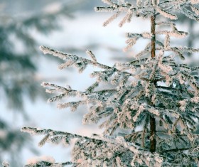 Snowy winter landscape HD picture 10