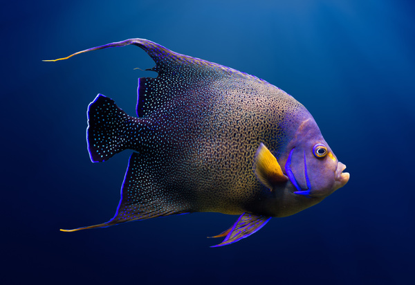 Spotted tropical fish Stock Photo