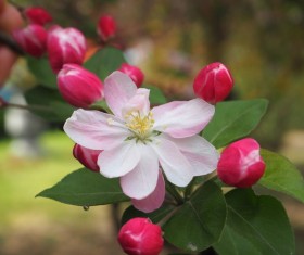Spring Begonia Flower HD picture