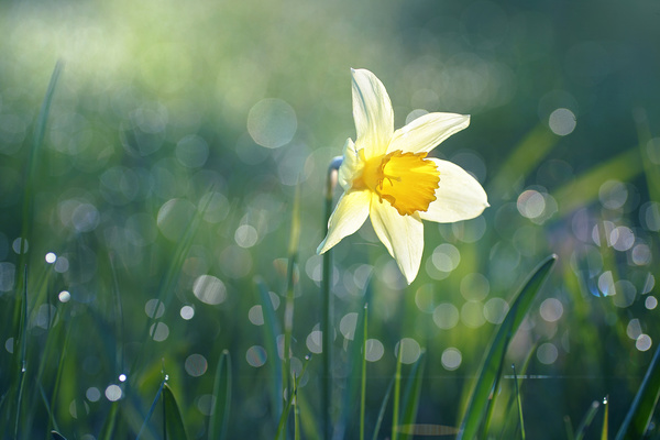 Spring beautiful flowers HD picture