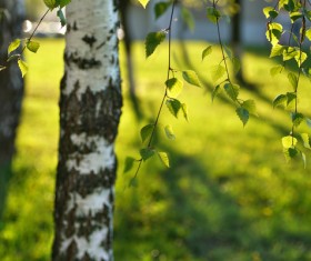 Spring birch HD picture 01