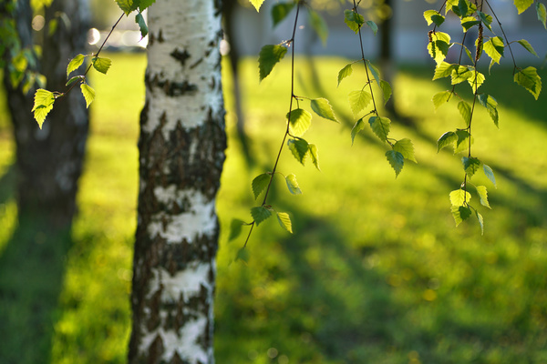 Spring birch HD picture 01