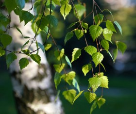 Spring birch HD picture 02