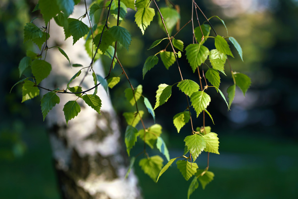 Spring birch HD picture 02