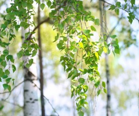 Spring birch HD picture 03