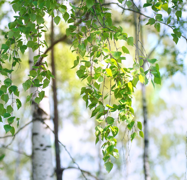 Spring birch HD picture 03